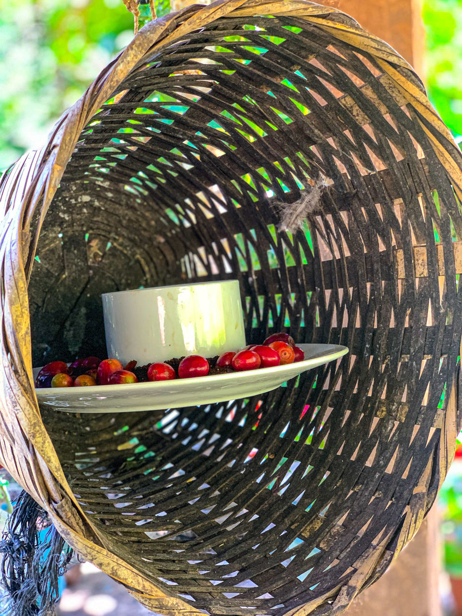 A white cup and saucer with coffee cherries inside a woven basket.