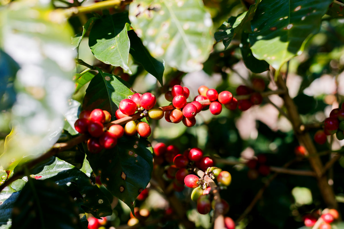 Coffee cherries at Rancho Santa Fe in Puebla, Mexico