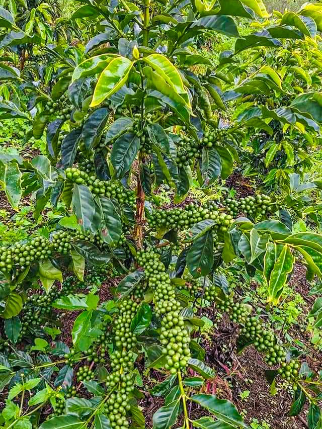The next harvest