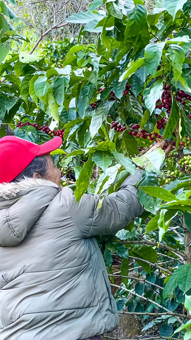 Hands that know the harvest